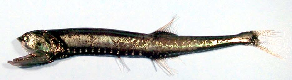Gonostoma elongatum_06.jpg